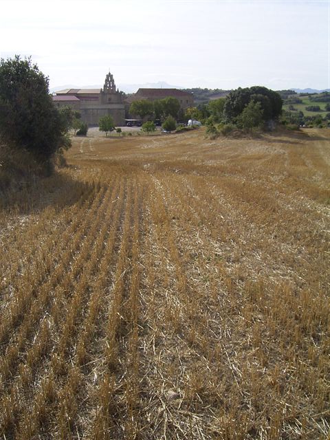 Semillas de trigo