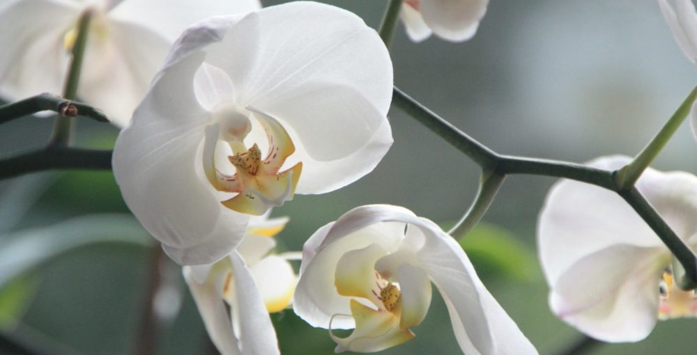 Orquidea